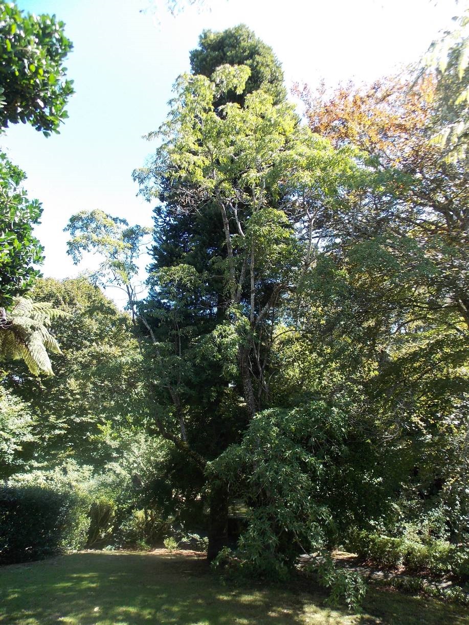 Masefield Way Garden Heritage Area (Image: WCC, 2014)
