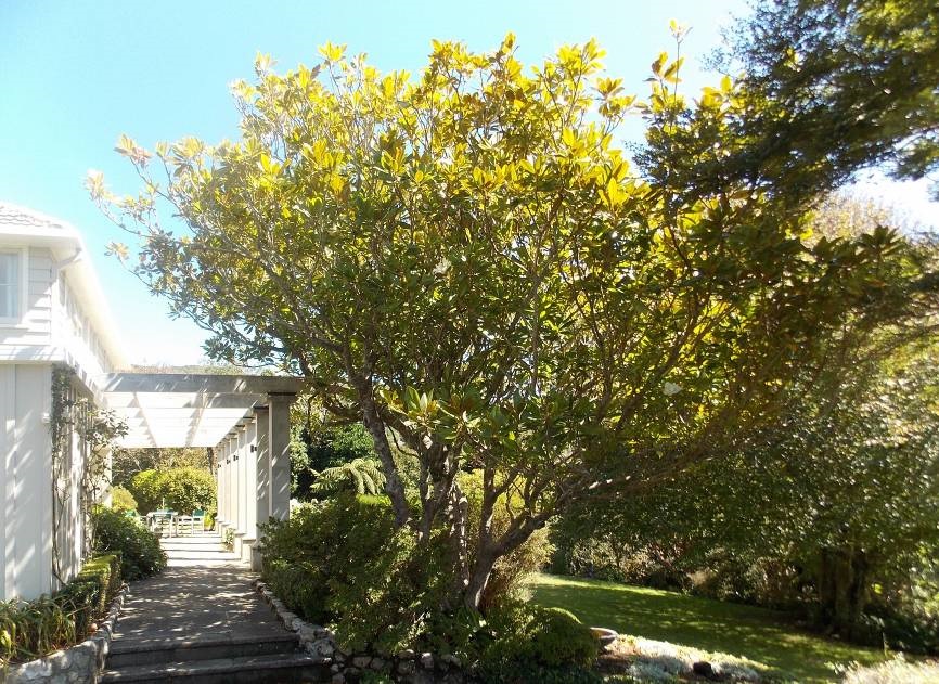 Magnolia (Image: WCC, 2014)