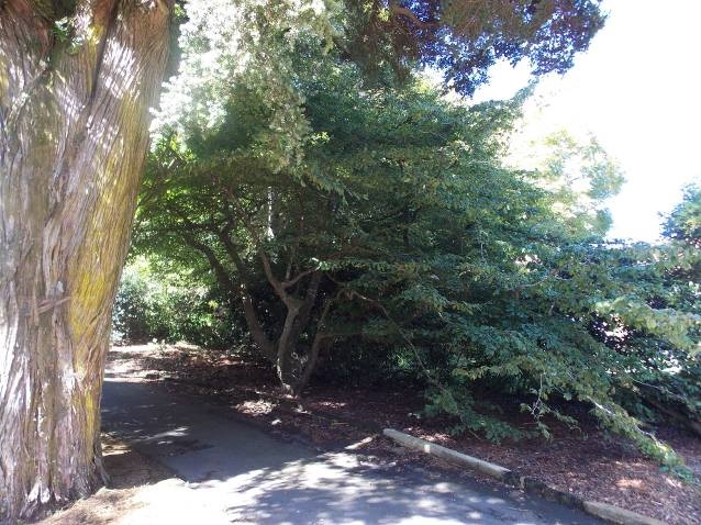 Persian iron wood south of driveway (note that the arch extends over the drive). image: WCC, 2014