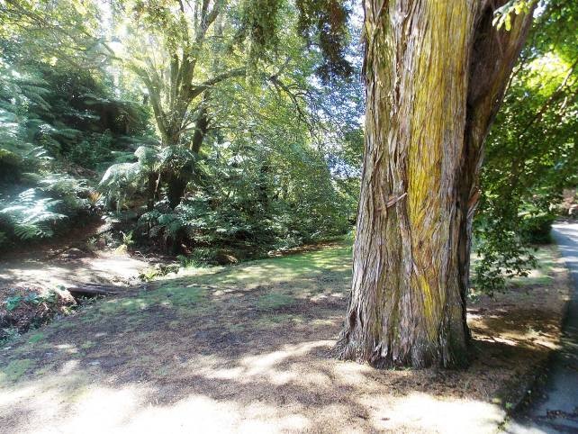 Totara (Image: WCC, 2014)