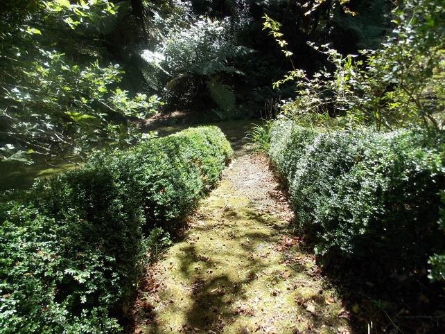 Box hedge (Image: WCC, 2014)