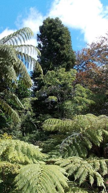 Two kauri (Image: WCC, 2014)
